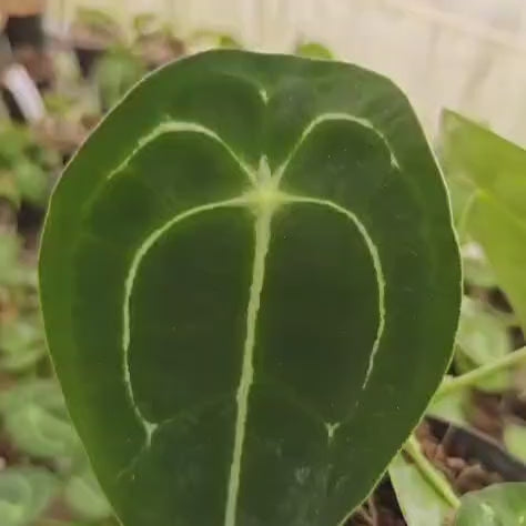 Anthurium Forgetii (Pure Form)