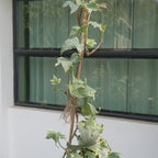 Variegated English Ivy (Hedera Helix)