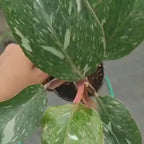Philodendron White Knight Marble