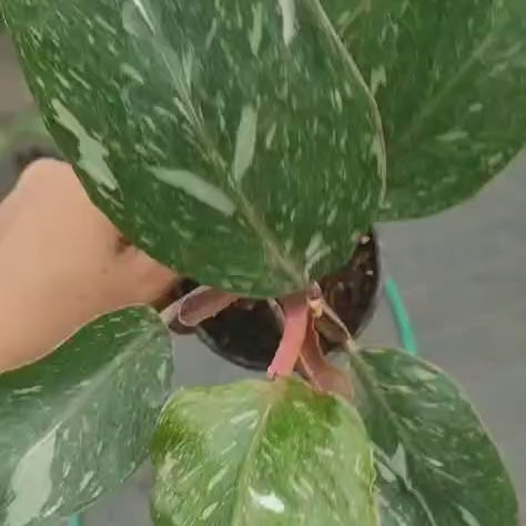 Philodendron White Knight Marble