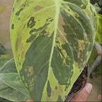 Philodendron Melanochrysum Variegated