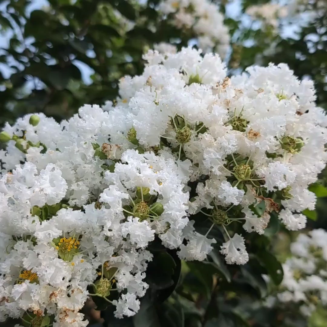 White Crape Myrtle (Sawani) Live Flowering Plant