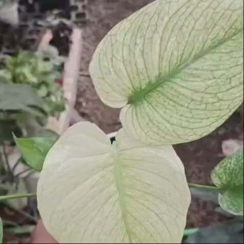Monstera Deliciosa White Monster