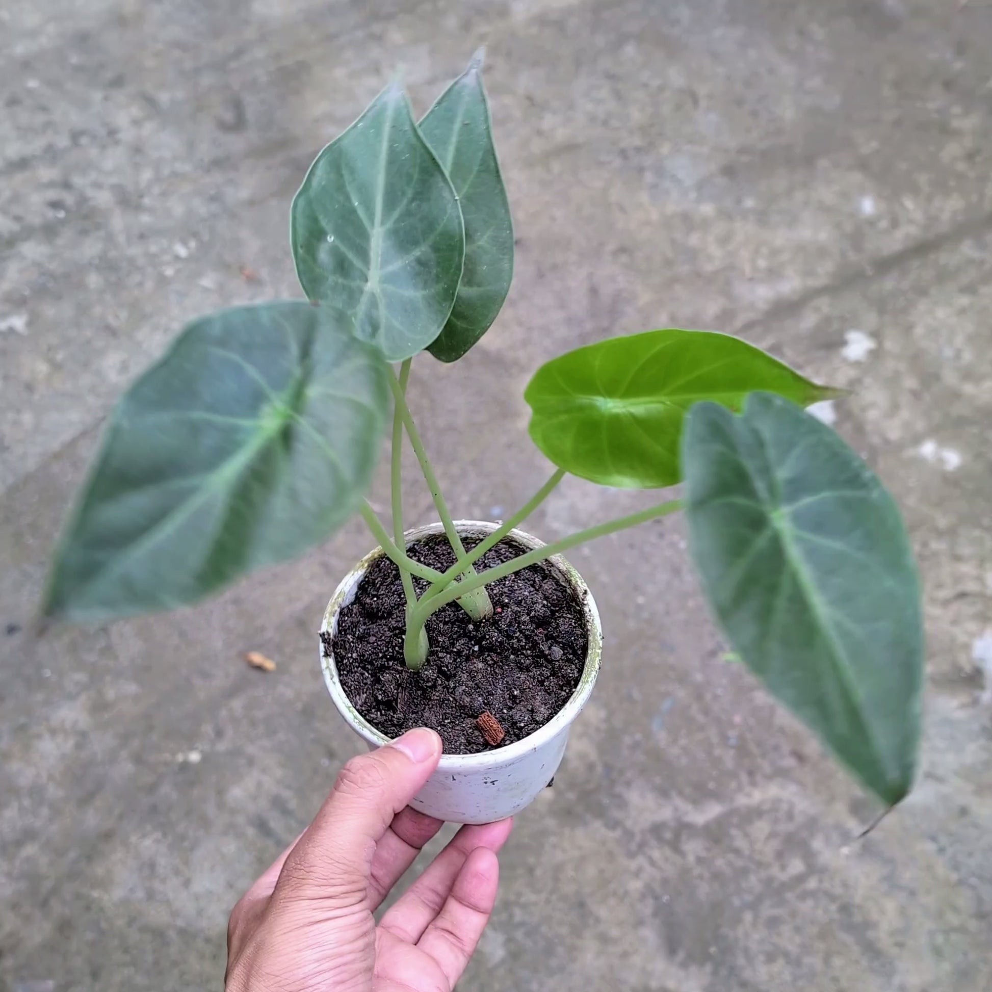 Alocasia Wentii
