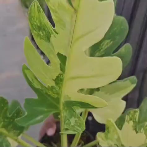 Philodendron Pinnatifidum Variegated