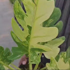 Philodendron Pinnatifidum Variegated