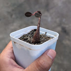 Phyllanthus Mirabilis