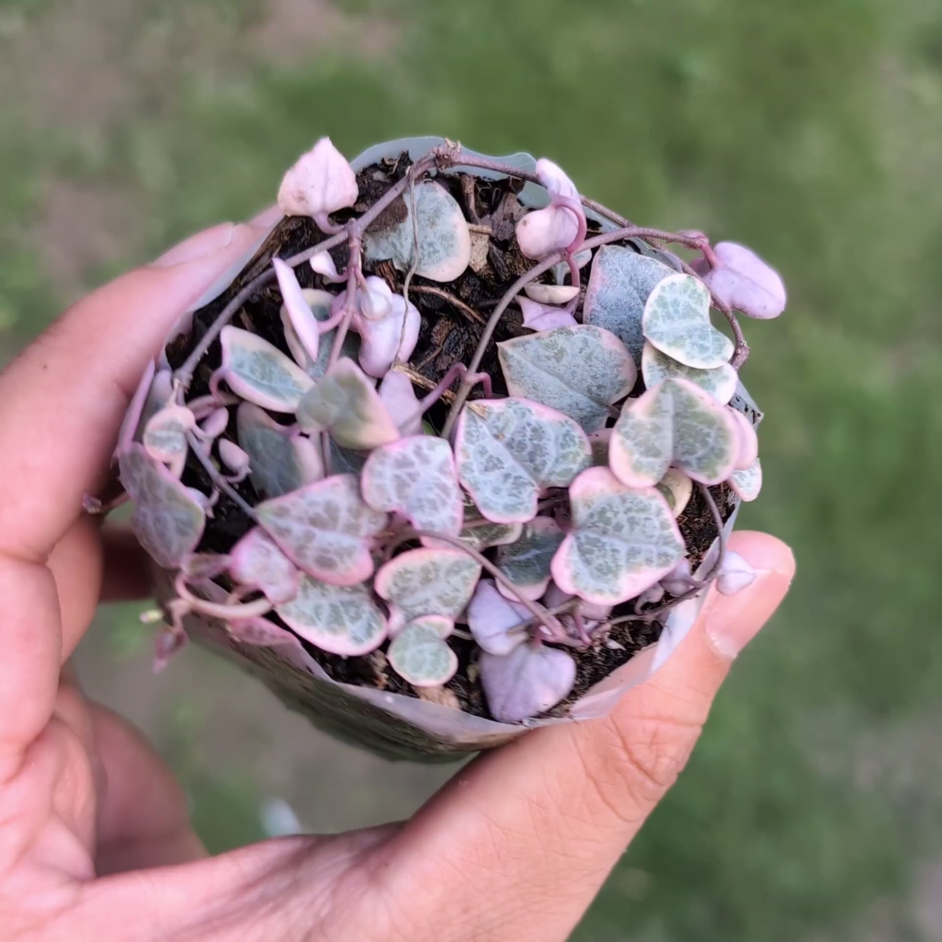 Variegated Strings of Hearts (Ceropegia Woodii)