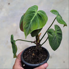 Philodendron El Choco Red