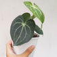 Anthurium Clarinervium