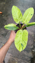 Philodendron Melinonii Variegated