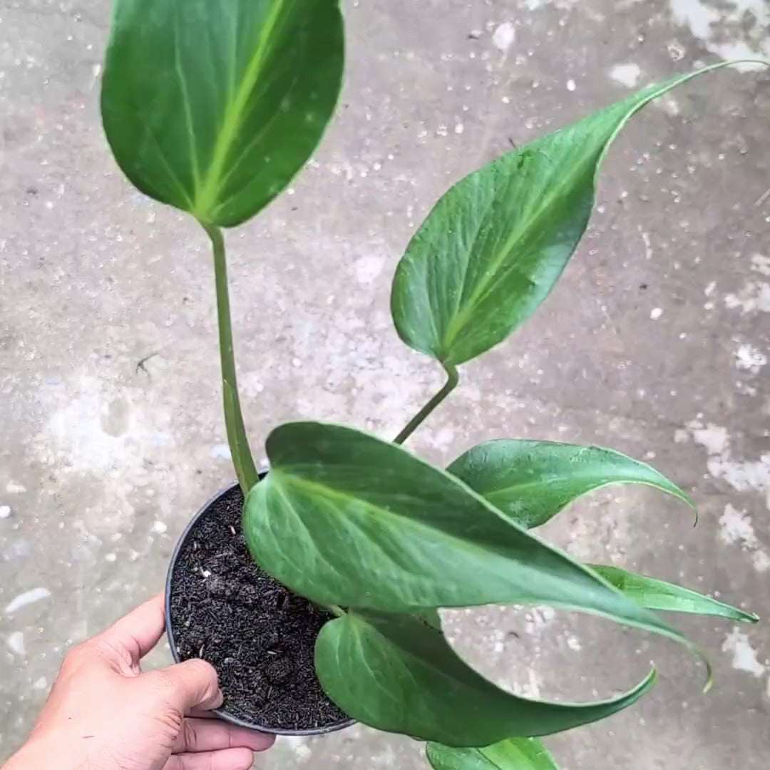 Monstera Burle Marx Flame