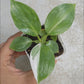 Philodendron 'White Wizard'