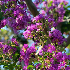 Lagerstroemia Indica Purple (Crape Myrtle) - Flowering Plant - Soiled