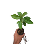 Lagerstroemia Indica Purple (Crape Myrtle) - Flowering Plant - Soiled