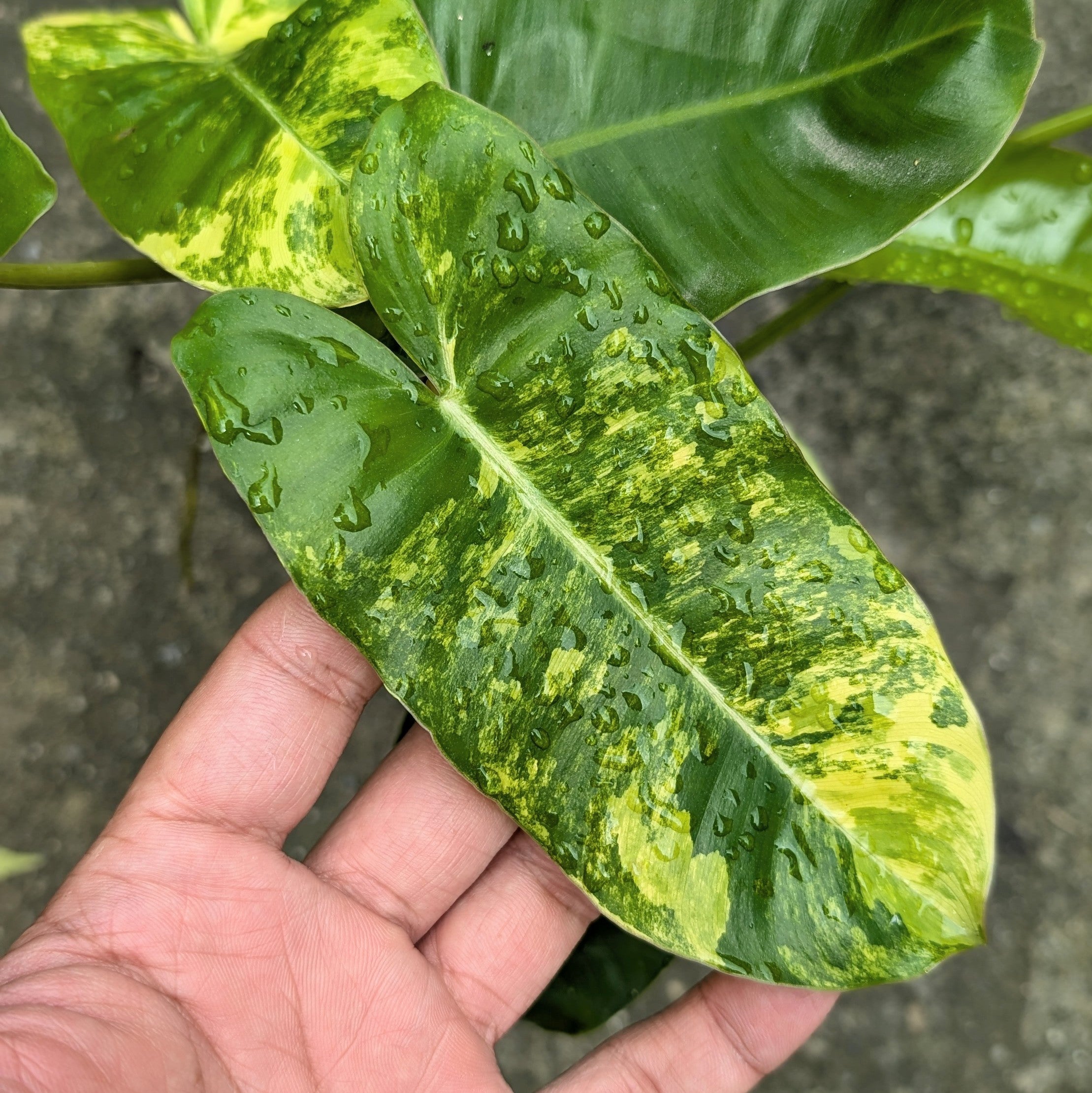 Philodendron ‘Burle Marx Variegata’