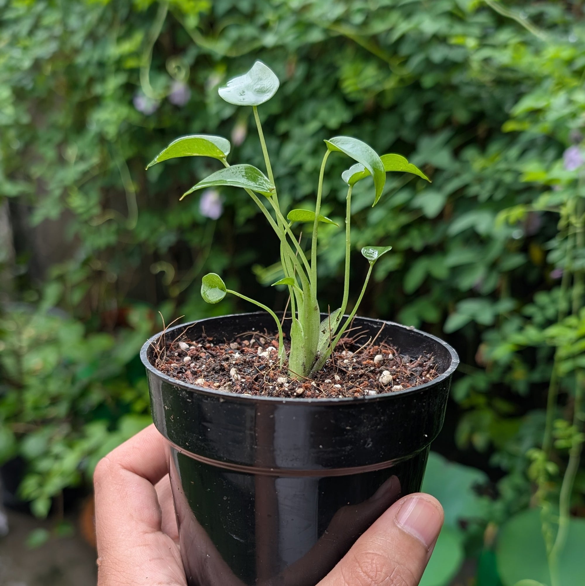 Alocasia Tiny Dancer