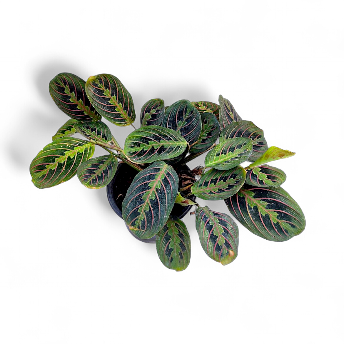 Maranta Leuconeura ‘Fascinator Tricolor’ - Foliage - Soiled