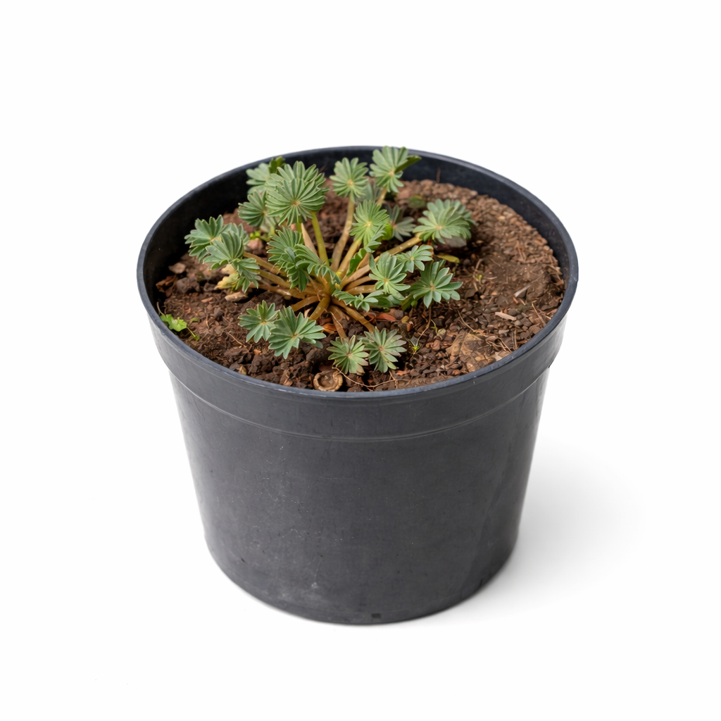 Oxalis Palmifrons (Palm Leaf Oxalis)