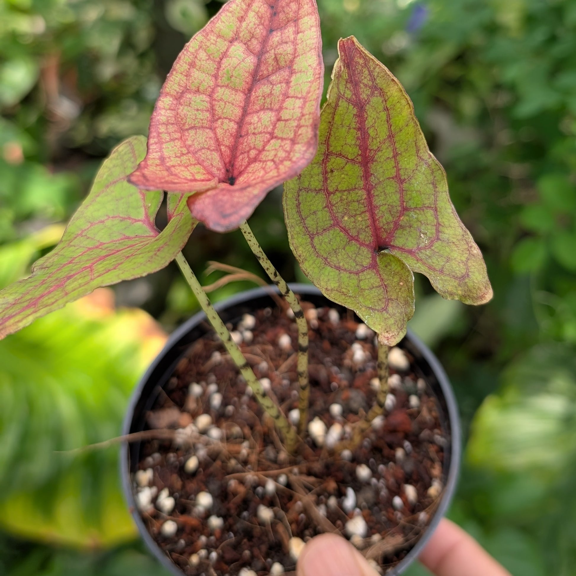 Cyrtosperma Johnstonii