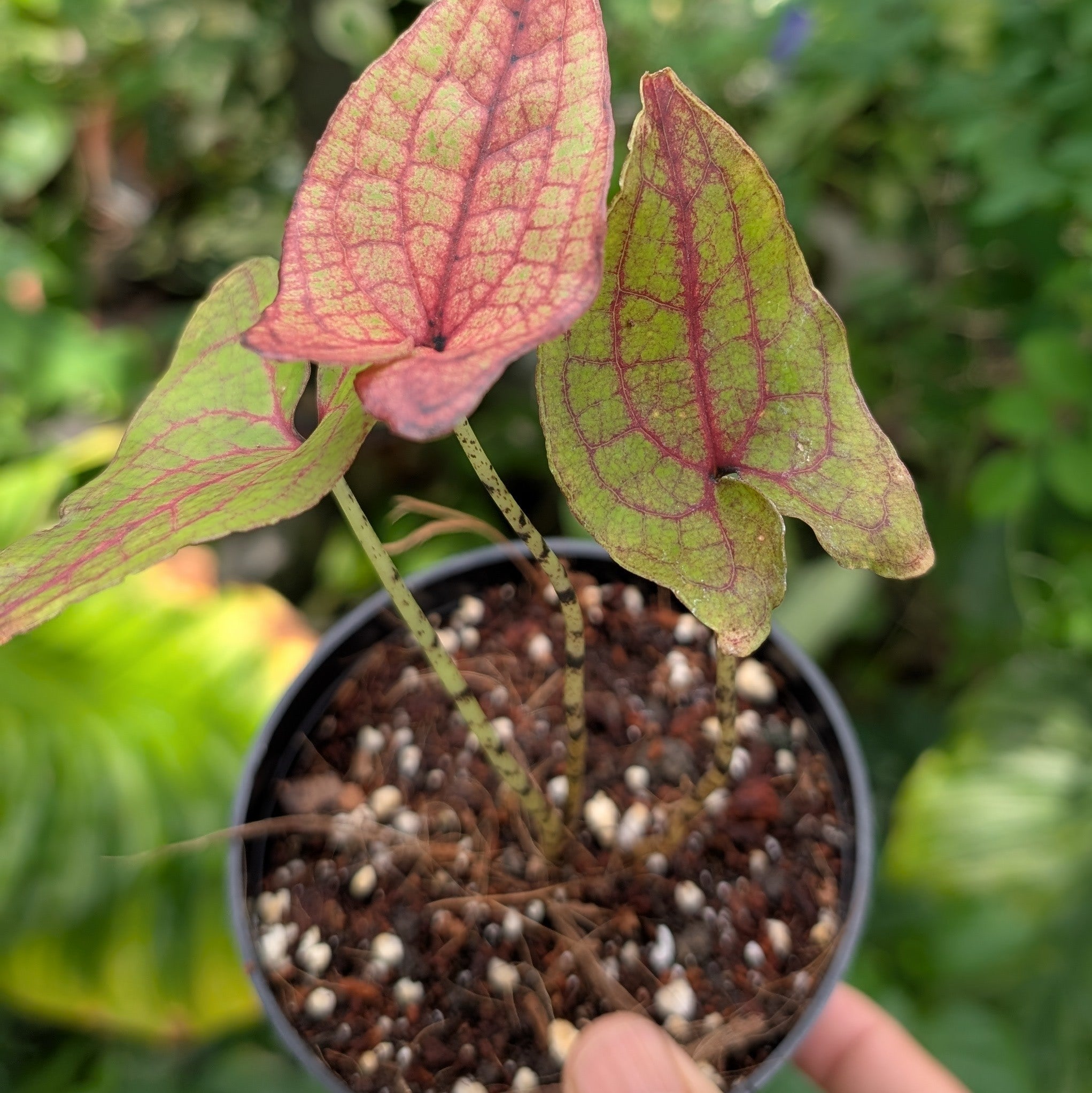 Cyrtosperma Johnstonii