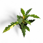 Philodendron Ring of Fire (Bushy Pot) - Philodendron - Soiled