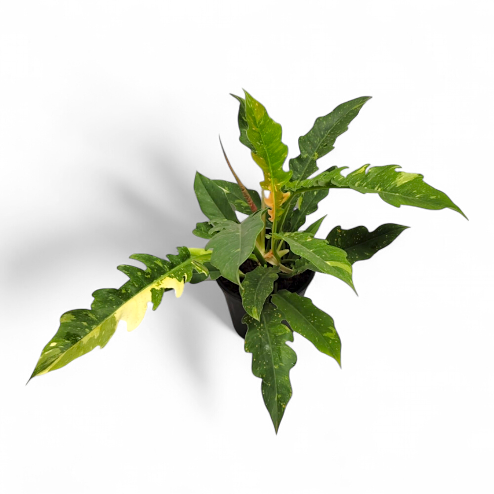 Philodendron Ring of Fire (Bushy Pot) - Philodendron - Soiled