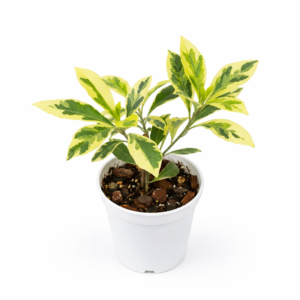 Variegated Curtain Creeper (Vernonia Elaeagnifolia Variegated)