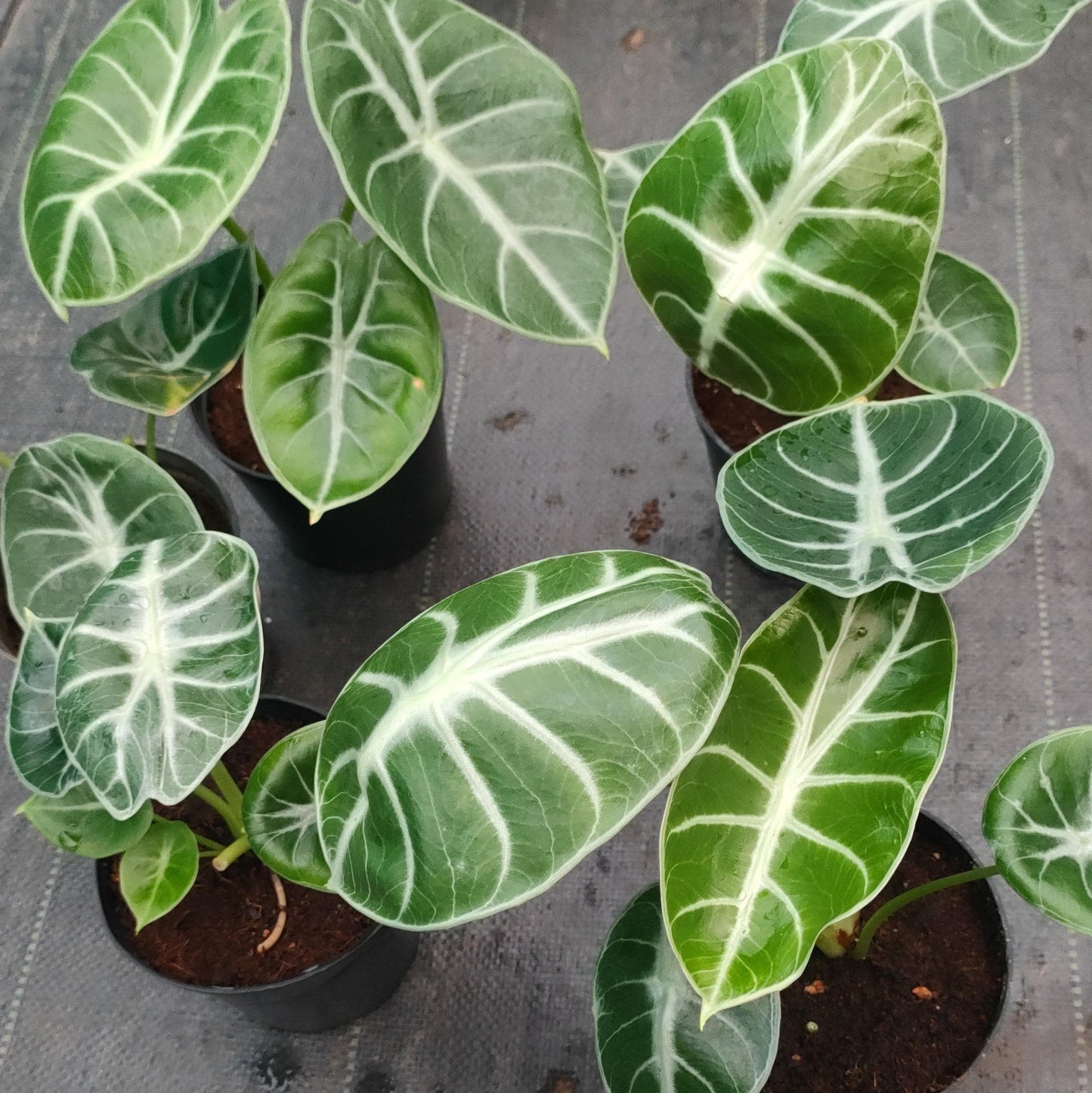 Alocasia Longiloba Silver Grandis
