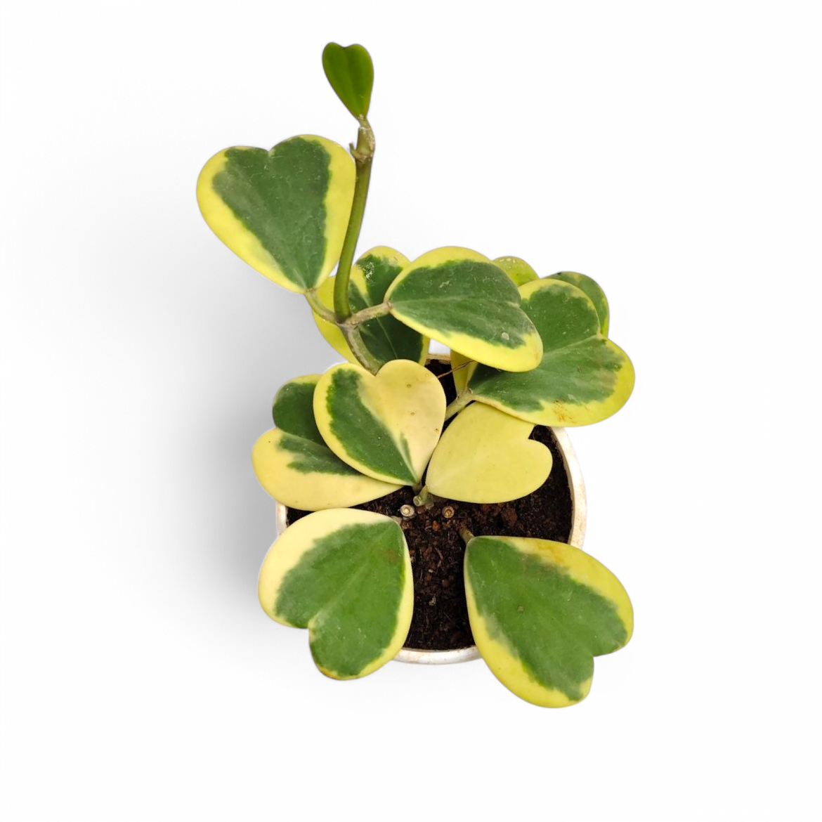 Hoya Kerrii 'Variegated' (Heart Leaf Hoya) - Hoya - Soiled