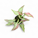 Syngonium Pink Salmon