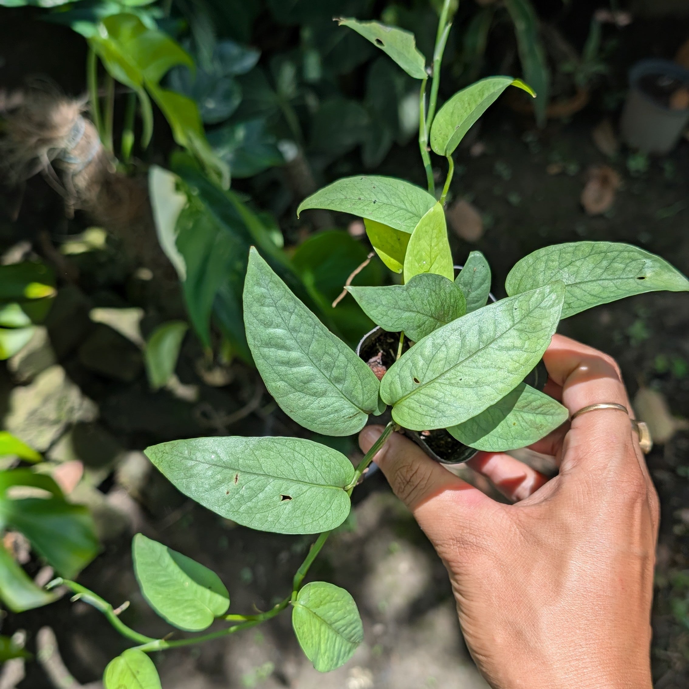 Cebu Blue Pothos