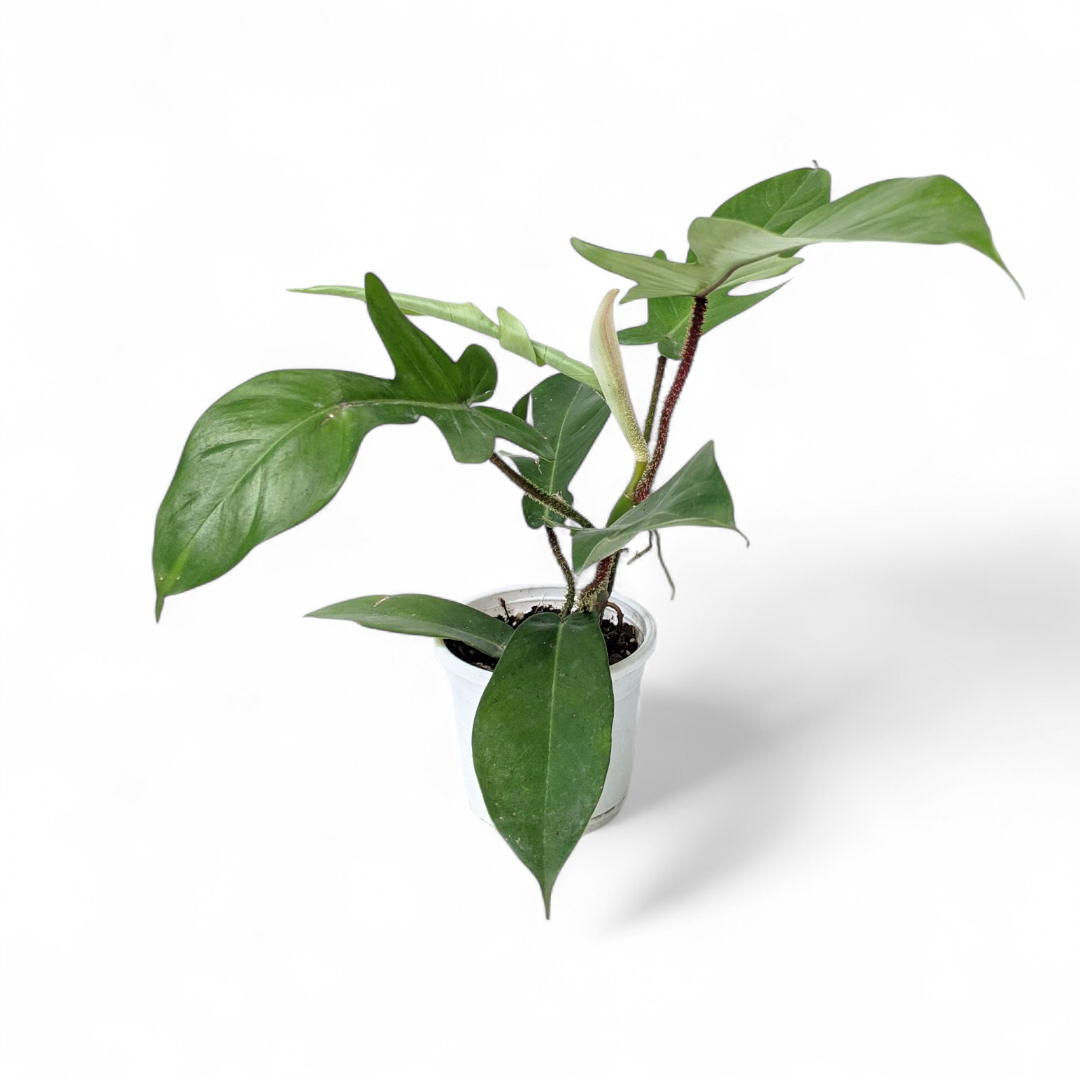 Philodendron Squamiferum