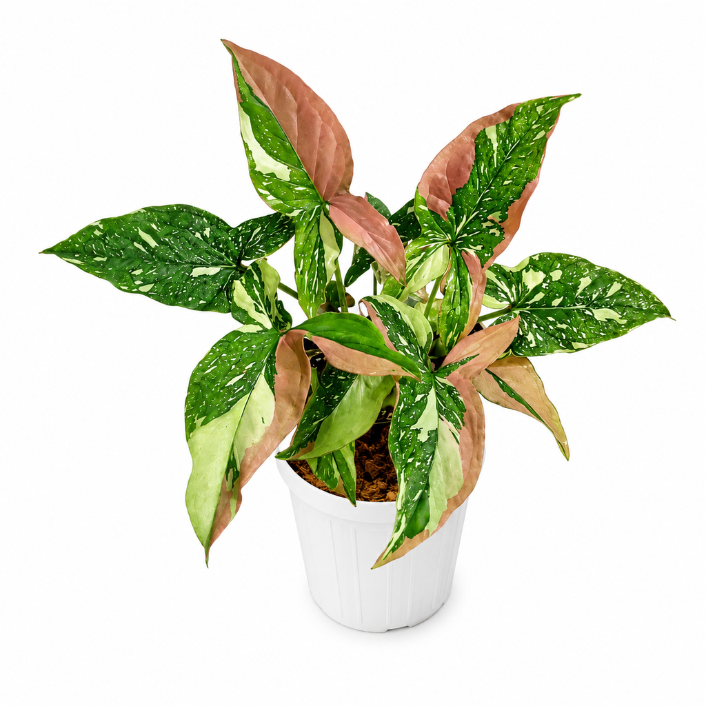 Syngonium Podophyllum 'Red Spot Tricolor'