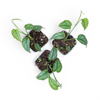 Monstera Siltepecana - Monstera | Soiled