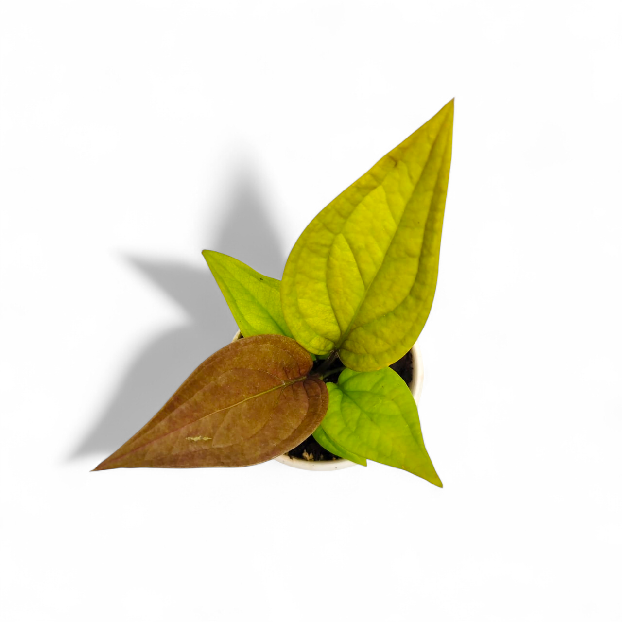 Anthurium 'Jenmanni Gold' - Anthurium - Soiled