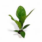 Anthurium 'Jenmanni' - Anthurium - Soiled