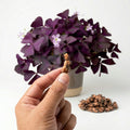 Oxalis Triangularis (Purple Shamrock) - Corm