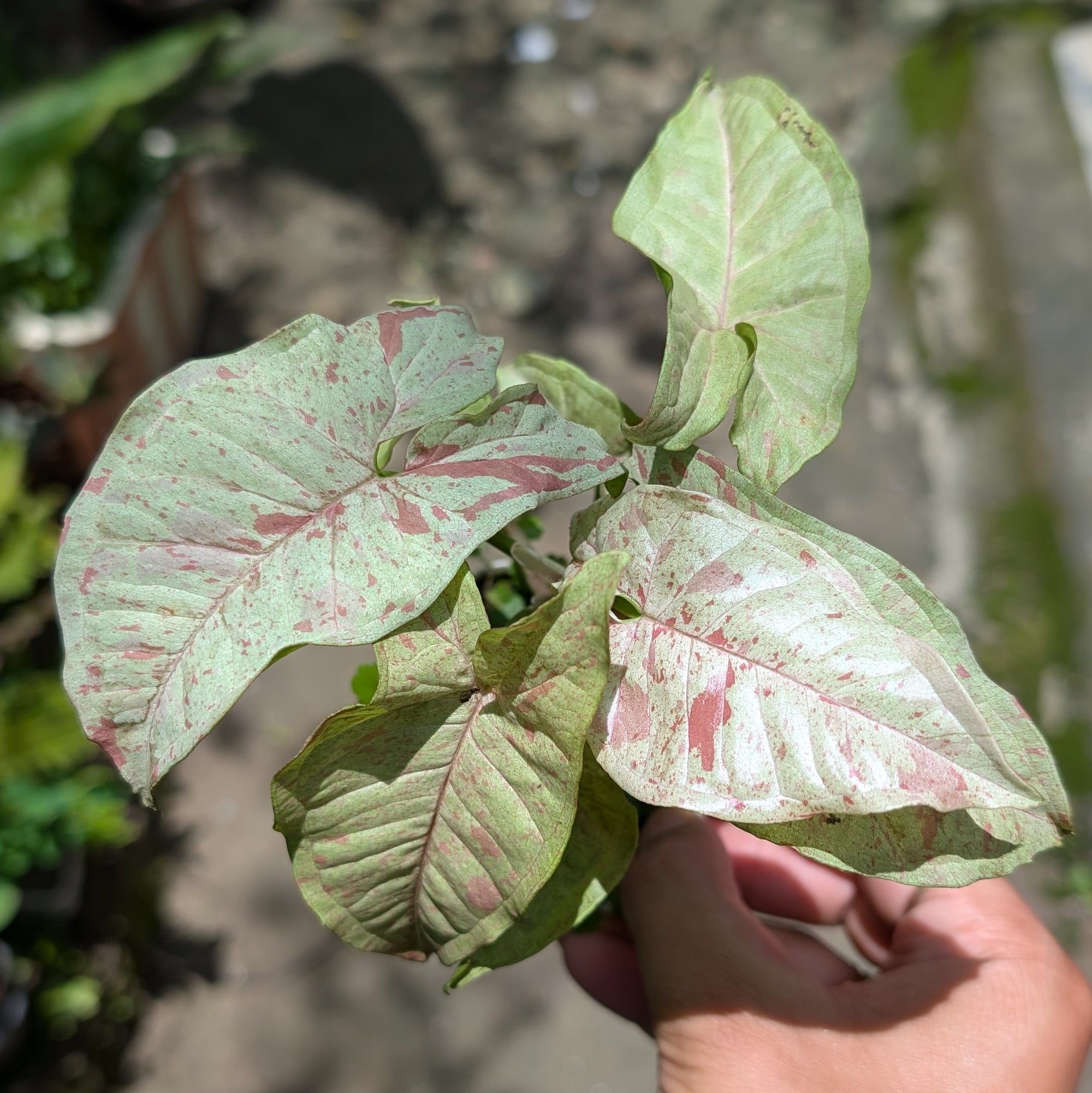 Syngonium Milk Confetti