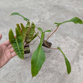 Combo - Philodendron Billetae + Joepii -  - Soiled