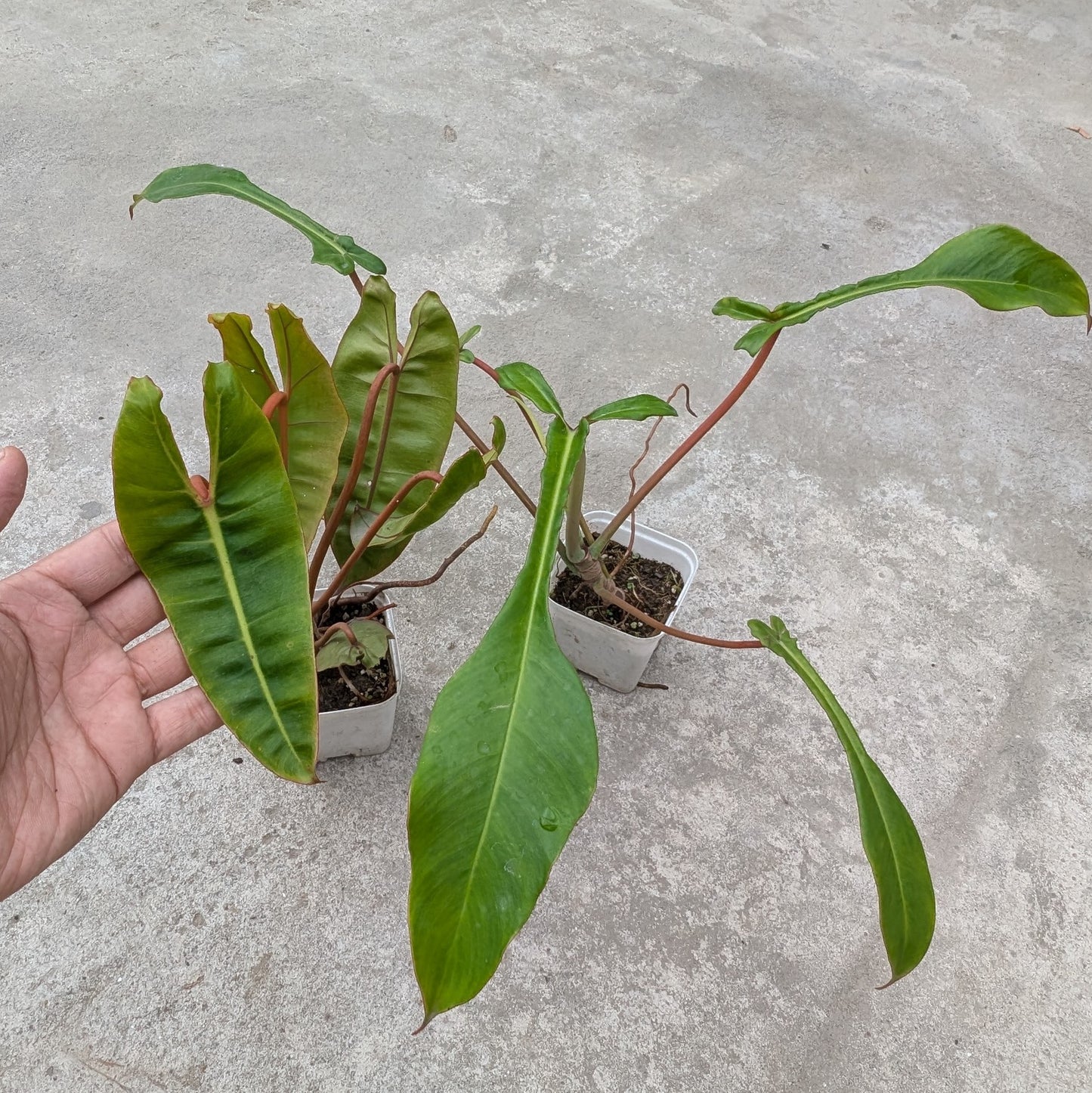 Combo - Philodendron Billetae + Joepii
