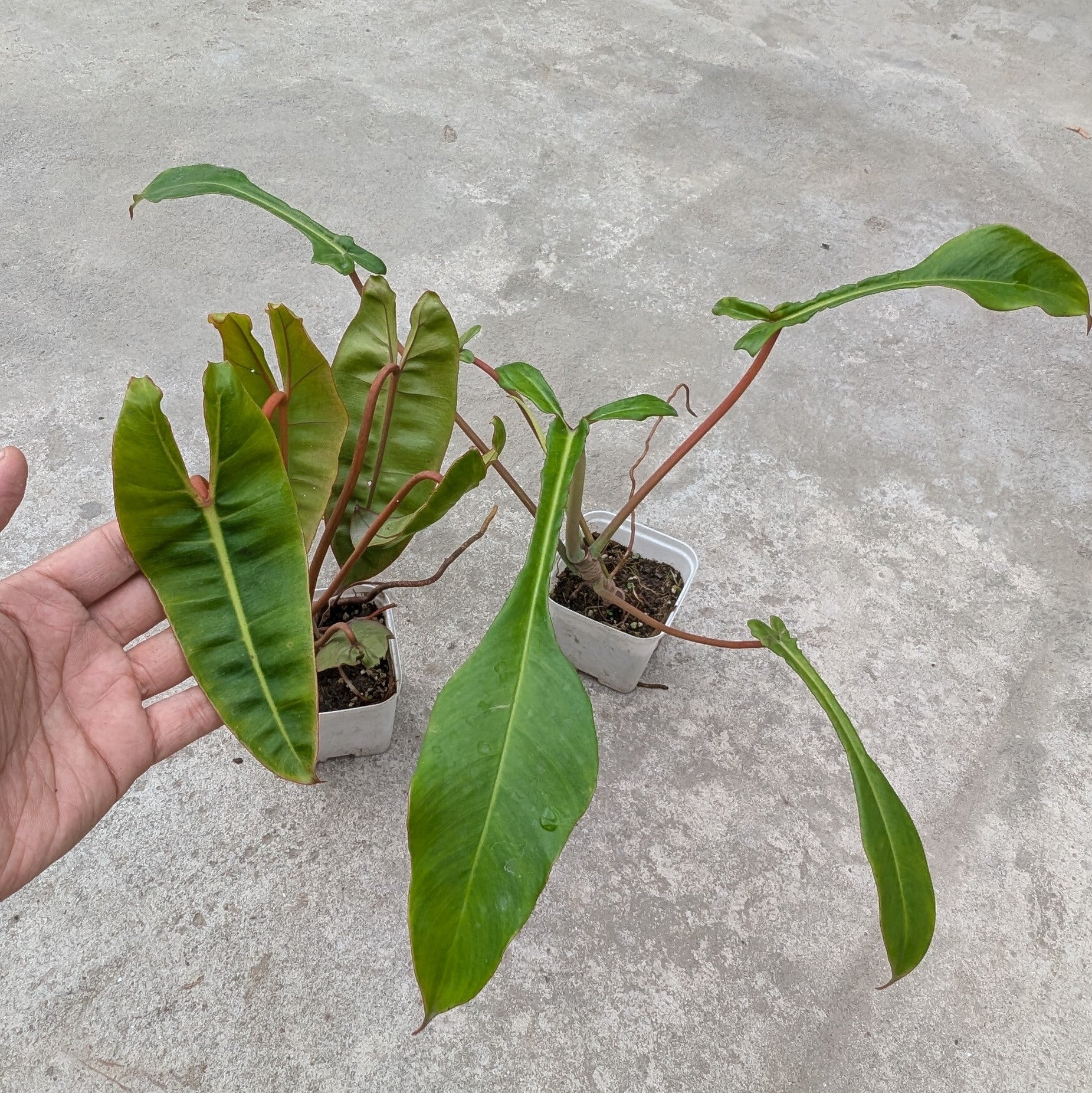 Combo - Philodendron Billetae + Joepii -  - Soiled