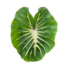Colocasia White Lava - Colocasia | Soiled