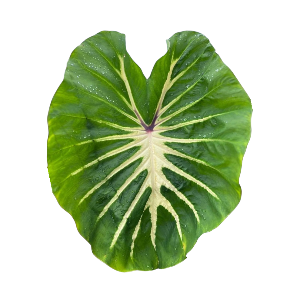 Colocasia White Lava