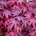 Japanese Maple Plant (Acer Palmatum)