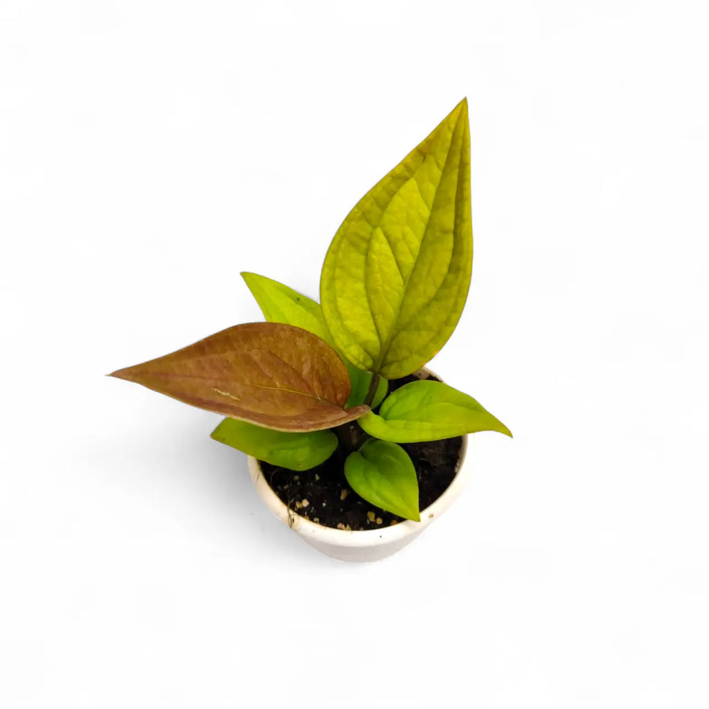 gold anthurium Anthurium 'Jenmanni Gold' – Rare Golden Leaf Anthurium