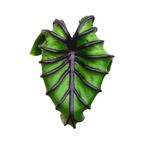 Colocasia Pharaoh’s Mask - Colocasia - Soiled