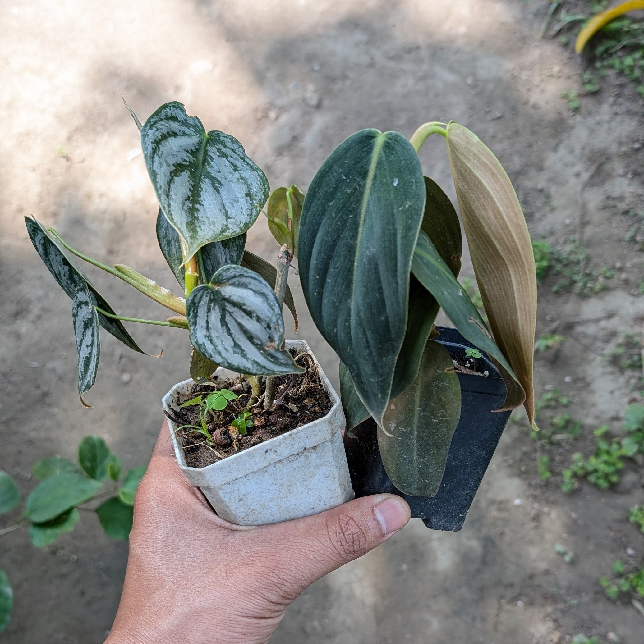 Combo - Philodendron Gigas + Brnadtianum -  - Soiled