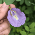 Purple Aparajita (Clitoria Ternatea) Flower Seeds - Single Petal