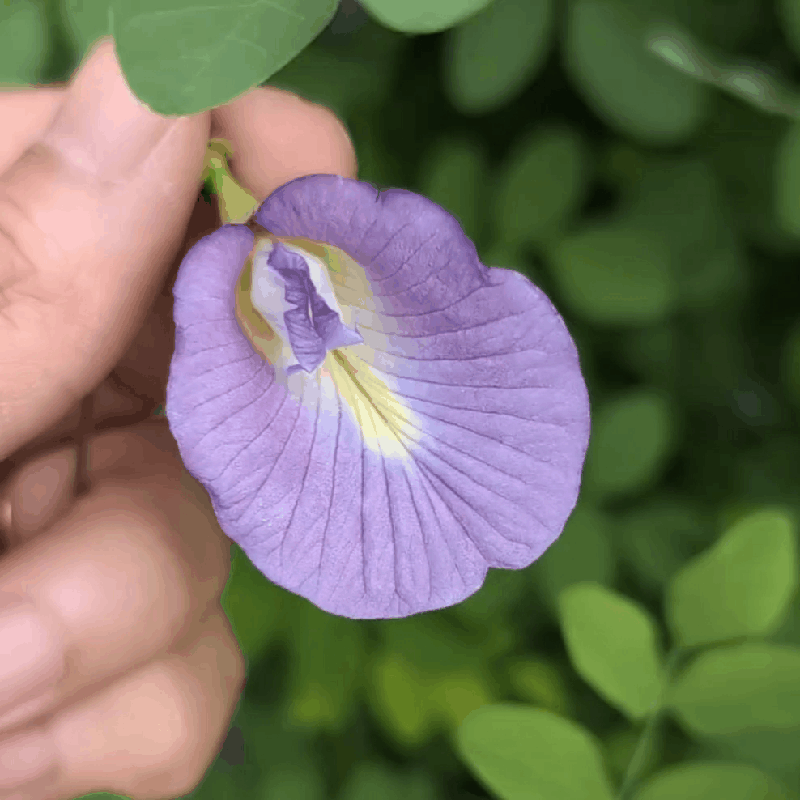 Purple Aparajita (Clitoria Ternatea) Flower Seeds - Single Petal